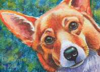 Corgi Picture