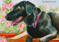 black lab portrait