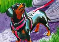 dachshund portrait