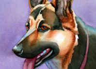 german shepherd portrait