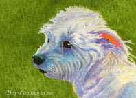 westie portrait